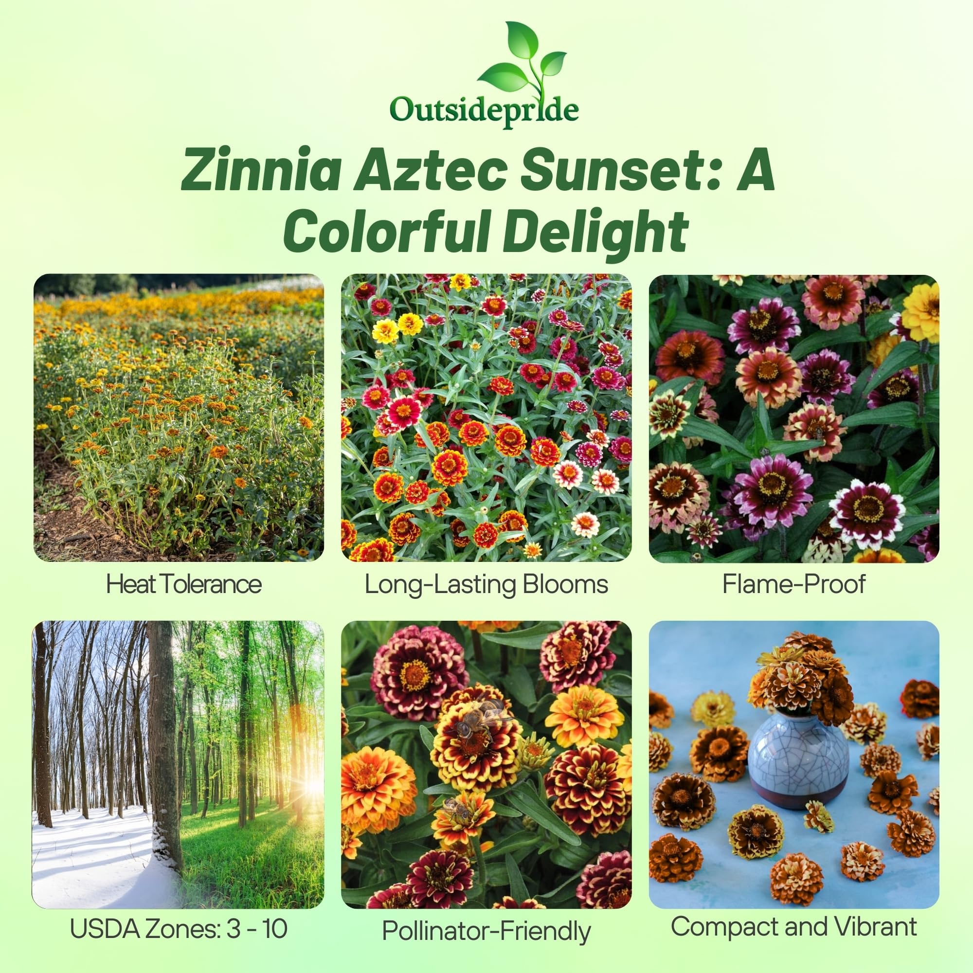 Amazon.com : Outsidepride Aztec Sunset Zinnia Seeds - 50 Seeds